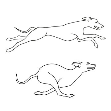 Contour vector image of running dogs whippet breed, two poses