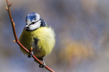 blaumeise auf einem zweig im frühling