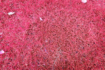 The color background field grass on top view