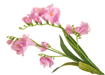 Naklejka na ściany i meble bunch branch flowering-plant with pink flower