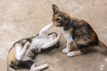 Two adorable kittens playing on floor, Kittens outdoor.