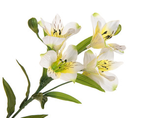 Fototapeta na wymiar bunch branch flowering-plant with white flower