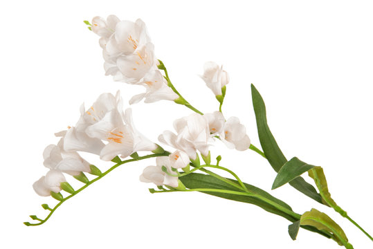 bunch branch flowering-plant with white flower