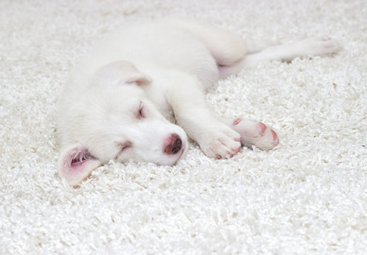 Puppy sleeping on a fluffy carpet