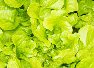 Background of fresh green salad