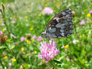 Black butterfly on clover flower