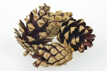 Three dry pine cones on the white background.