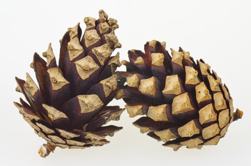 Two dry pine cones on the white background.