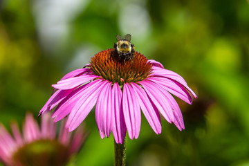 Bumblebee Pollinating a Purple Echinacea Cone Flower