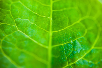 Green leaf close up