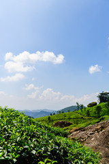 Naklejka premium Tea plantations in Munnar, Kerala, India