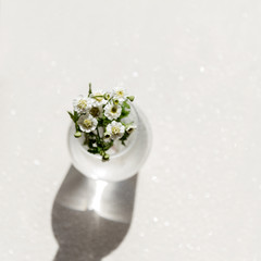 Flowers garden chamomile in a glass vase
