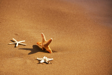Star on beach