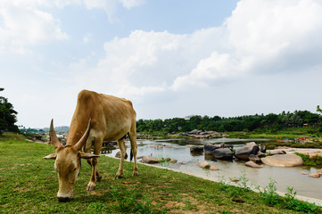 Tungabhadra river and cow eating grass, Hampi, India.
