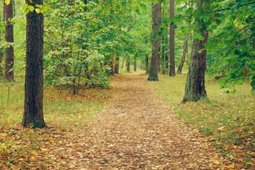 Country road in autumn forest.