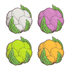 Stylized illustration of cauliflower. Different sorts of colored cauliflower: white, purple, green (broccoflower) and orange. Vector, isolated on white