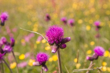 Thistle