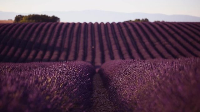 Champs de lavande, Valensole, France