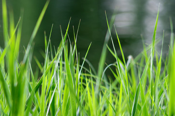 Obraz premium Green grass and blurry background