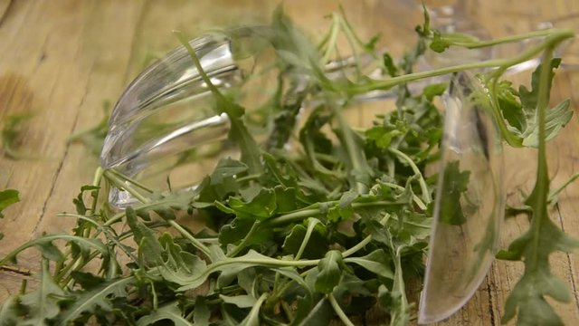 Klettasalat Eruca vesicaria בן-חרדל מצוי Ruchetta جرجير Rughetta Руккола Garten-Senfrauke Rucola Salad rocket Ruca Roquette Arugula Rugula R&uacute;cula Rokietta siewna Borsmust&aacute;r 芝麻菜 ルッコラ&Rho;ό&kappa;&alpha; &phi;&upsilon;&tau;ό