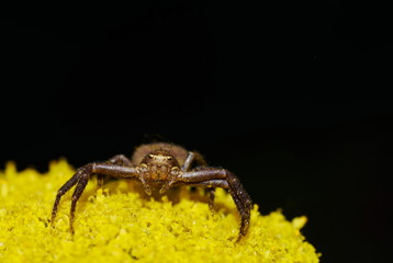 Spinne