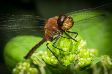 Macro Closeup Dragonfly