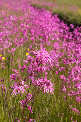 Obraz premium Ragged-Robin (Lychnis flos-cuculi) blooming in a meadow