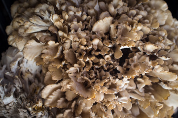 Organic Cauliflower Mushroom