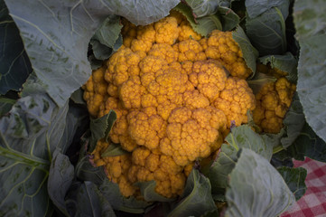 Yellow Organic Cauliflower