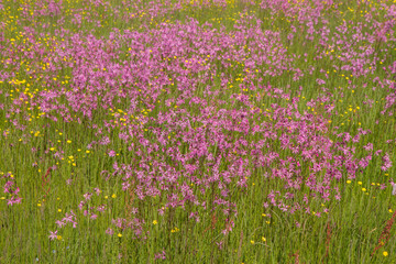 Fototapeta premium Ragged-Robin (Lychnis flos-cuculi) blooming in a meadow