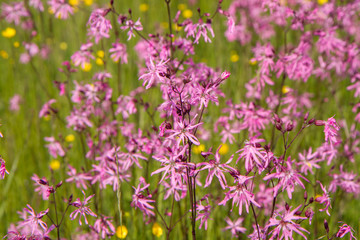 Ragged-Robin (Lychnis flos-cuculi) blooming in a meadow