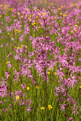 Ragged-Robin (Lychnis flos-cuculi) blooming in a meadow