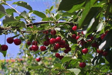 Morello or sour riped cherries on the cherry tree stick with leaves, in time of harvest in the summer in the orchard. Tree is covered by green plastic net like protection for birds. Close up picture.