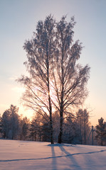 Frozen tree.