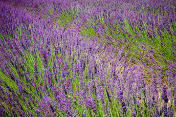 Obraz premium Champs de lavandes en Provence