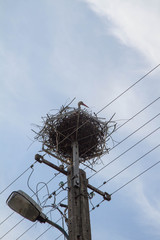 White stork in a nest on a pole