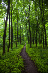 Obraz premium The path in a green summer forest