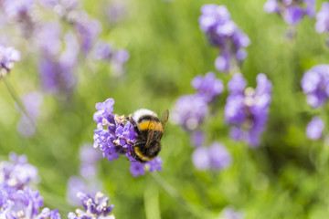 a bumble bee drinking nectar