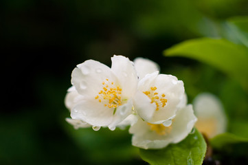 Obraz premium Jasmine flower on dark green background