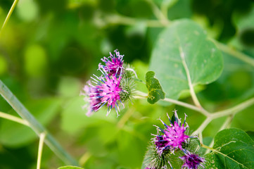 Flower of burdock on green background