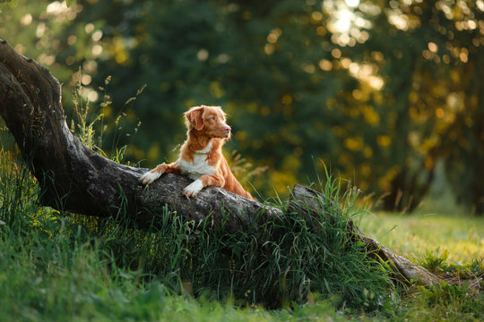 Fototapeta dog walks on nature, greens, flowers Nova Scotia Duck Tolling Retriever