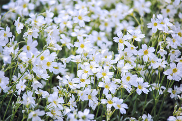 White flowers of Cerastium tomentosum