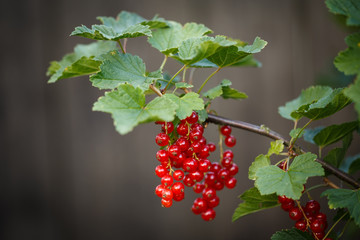 Red currant ripening on the branch