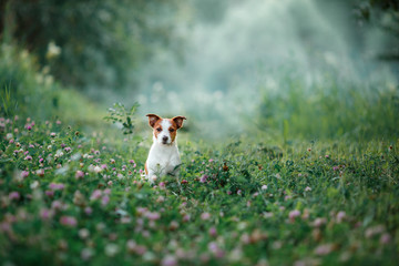 dog walks on nature, greens, Jack Russell Terrier on the grass