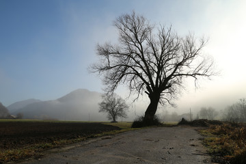 Big tree by the road on foggy morning