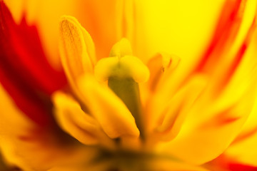 Closeup of the blooming yellow tulip flower