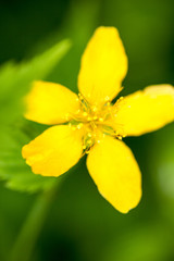 Fototapeta na wymiar Yellow buttercup flower