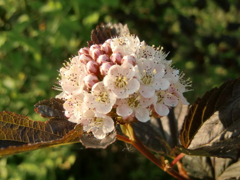 Diabolo - Blasenspiere (Physocarpus)