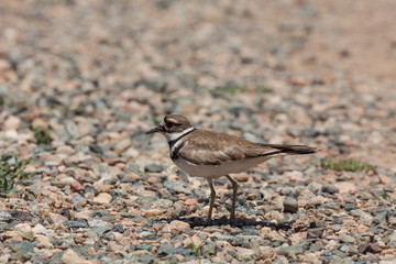 Killdeer