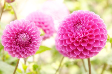 A couple of pink fluffy dahlias